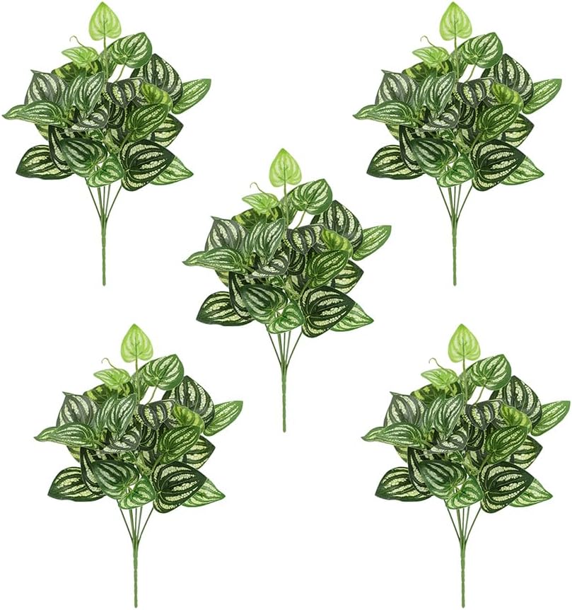 Peperomia Watermelon - 5 Stück Wassermelone Peperomia Künstliche Pflanzen