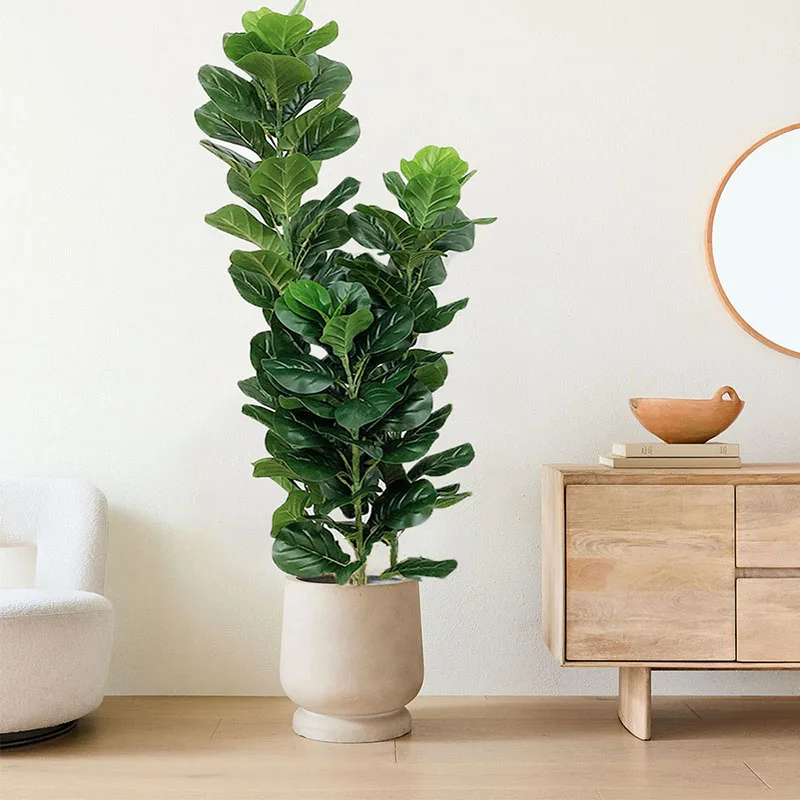 35-150 cm große tropische Kuns – Ficus Lyrata Tree Bewertung und Preis